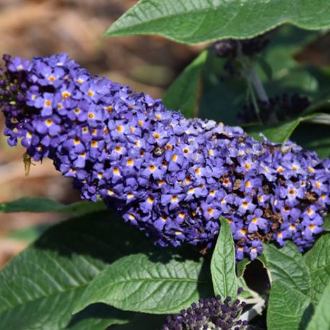 NP:Pugster® Blue Butterfly Bush Compact Garden, Lilac Plant, Flower Bed Plants, Front Flower Beds, Low Maintenance Shrubs, Grayish Green, Bluish Purple, Mid Summer, Butterfly Bush