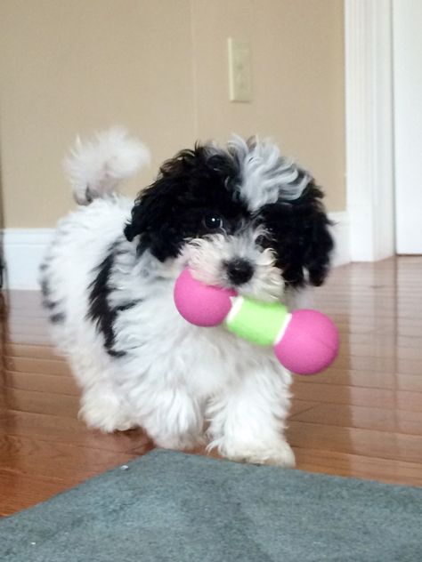 Black and white Cavachon puppy 12weeks Black Maltipoo Puppy, Black And White Puppies, Maltipoo Puppy Black, Toy Poodle Puppies Black, Black And White Cavapoo, Black And White Poodle, Black And White Cockapoo, Cockapoo Black And White, Cavapoo Black And White