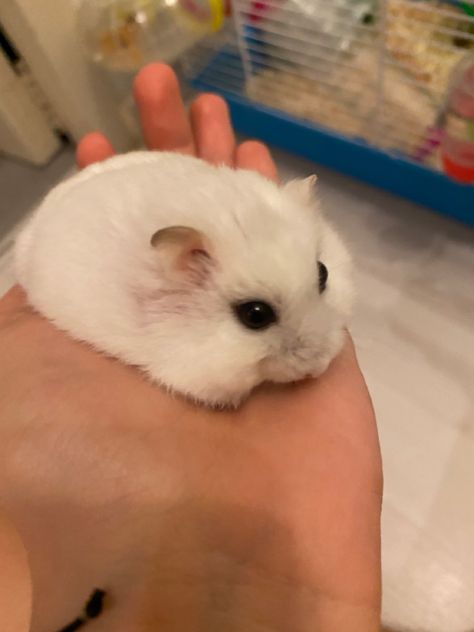 cute russian dwarf hamster Albino Hamster, Russian Hamster, Roborovski Hamster, Ashley Park, Pet Hamster, Hamster Care, Cute Small Animals, Hams, Cute Hamsters