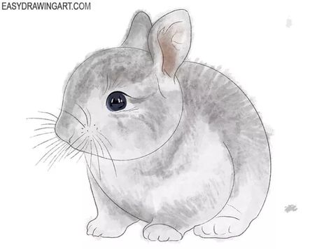 How to Draw a Realistic Bunny - Easy Drawing Art Realistic Animal Drawings, Gray Bunny, All About Rabbits, Rabbit Drawing, Drawing Lesson, Grey Bunny, Bunny Drawing, Animal Drawing, Colouring Techniques