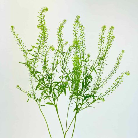 Lepidium - Green Dragon Green Dragon Plant, Foliage For Bouquets, Secret Garden Aesthetic, Green Thistle, Filler Flowers, Diy Events, Vintage Colour Palette, Flannel Flower, Hand Tied Bouquet