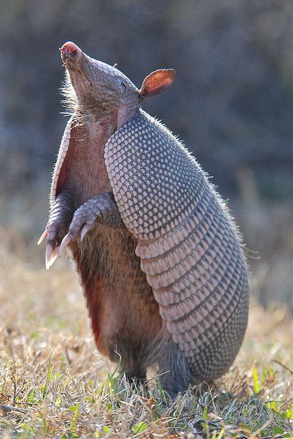 Armadillo by applejack 327 (Rynette) via Flickr ~ Armadillo at the Viera Wetlands in Viera, FL. Photo taken on January 20, 2010. Regnul Animal, Interesting Animals, Unusual Animals, Animals Of The World, Animal Planet, Animal Photo, Nature Animals, 귀여운 동물, Animals Friends