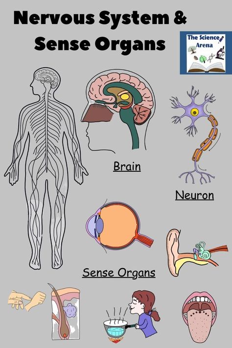 How do you teach #NervousSystem and Sense Organs? Nervous System Activities Middle School, Nervous System Craft, Middle School Science Projects, Human Body Science Projects, Sense Organs, Nervous System Activities, Brain Neurons, Science Project Ideas, Science Pins