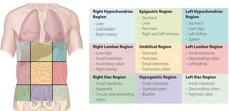 9 abdominal regions Diagram | Quizlet Abdominal Regions, Start Studying, Learn Vocabulary, Study Tools, Anatomy, Vocabulary, Human Body, Tools, Human