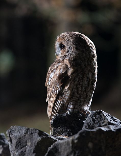 Wild Owl, Owl Photography, Rim Light, Black Owl, Owl Eyes, Lee Valley, Plains Background, Beautiful Owl, With My Friends