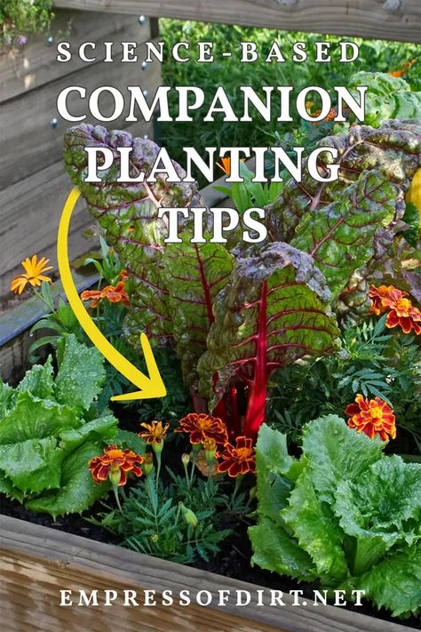 Companion Plants For Lettuce, Lettuce Companion Planting, Partner Planting, Mediterranean Vegetable Garden, Lettuce Companion Plants, Companion Planting Vegetables Layout, Flower And Vegetable Garden Combined, Plant Cucumbers, Homestead Layout