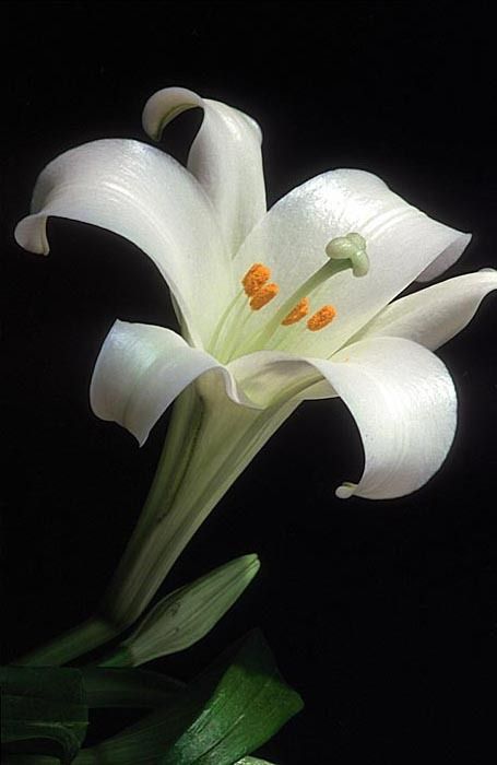 easter lilies pictures - Google Search Pictures Of Lilies, Easter Lilies, Lily Pictures, White Lily Flower, Easter Lily, White Lily, Lily White, White Lilies, Chiaroscuro