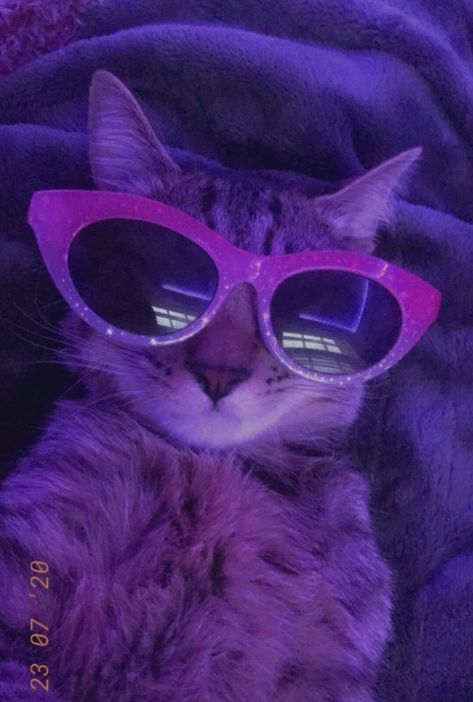 Purple Anime Pfp, Purple Anime, Funny Looking Cats, Dark Purple Wallpaper, Purple Animals, Cat Sunglasses, Funny Animal Photos, Gorgeous Cats, Profile Pictures Instagram