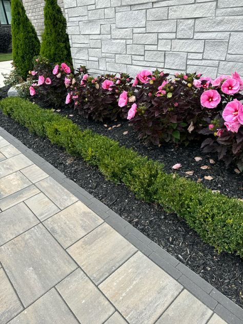 Begonias, roses, and hibiscus Hibiscus Landscaping, Hibiscus