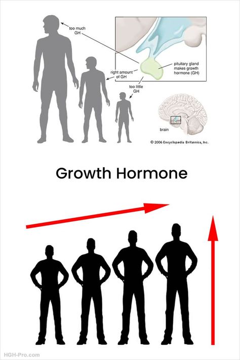 Information about how growth hormone affects growth spurts and increasing height. Decrease Androgens In Women, Height Growth Supplement, Growth Hormone Injections, Increasing Height, Human Growth Hormone, Height Growth, Fertility Testing, Growth Spurt, Pituitary Gland