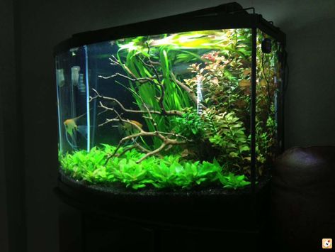 36 Gallon Fish Tank Ideas, Bowfront Aquarium Ideas, Long Tank Aquascape, Bow Front Aquarium, 36 Gallon Bow Front Aquarium Ideas, Shallow Aquarium Aquascape, Driftwood Aquascape Planted Aquarium, Aquarium Inspiration, Aquascape Ideas