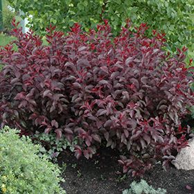 Click to view a full-size photo of Purpleleaf Sandcherry (Prunus x cistena) at Minor's Garden Center Purple Leaf Sand Cherry, Yucca Filamentosa, Garden Shrubs, Low Maintenance Garden, Gardening For Beginners, Urban Garden, Yard Landscaping, Garden Planning, Front Yard Landscaping