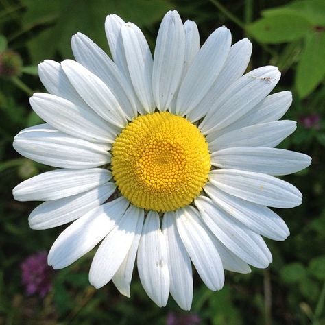 Beautiful daisy at SilverHills.ca Flowers Daisy, Flower Images Beautiful, Pictures Of Daisies Flower, Flower Daisy, Daisy Picture, White Daisy, Daisy Flowers, Daisy Pictures Flower, Daisy Photo