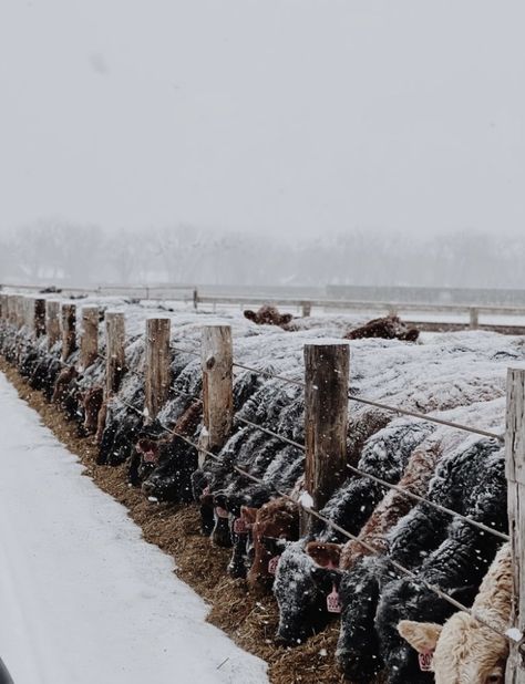 Winter Western Background, Western Winter Wallpaper, Country Winter Wallpaper, Cattle Photography, Ranch Photography, Show Cows, Western Winter, Cowboy Life, Cattle Farm