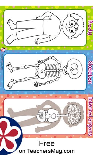 Sense Organs Activities For Kids, Kindergarten Anatomy, Sense Organs For Kindergarten Chart, Sense Organs Worksheets, Organs Of The Body Anatomy For Kids, Sense Organs Worksheets For Grade 1, Human Body Crafts, Human Body Activities, Body Preschool