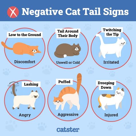 Cat Tail Signs, Cat Tail Meaning, Cat Tail, Paisley, Meant To Be, Google Search