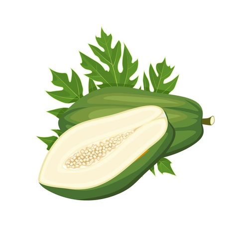 Vector illustration, unripe papaya fruit, with green leaves, isolated on white background. Papaya Leaves, Papaya Fruit, Phone Template, Green Papaya, Papaya Salad, Papaya Fruits, Line Background, Green Logo, Canvas Designs