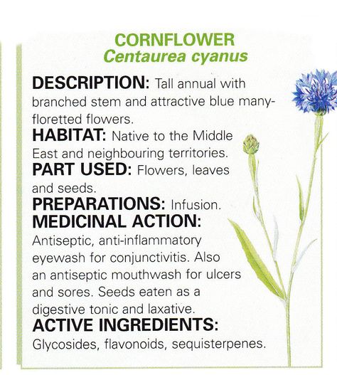 Cornflower Blue Cornflower Benefits, Cornflower Tea, Cornflower Magical Properties, Cornflower Symbolism, Blue Cornflower Magical Properties, Medicinal Herbs Remedies, Learning Herbs, Cornflower Bolete Mushroom, Magickal Herbs