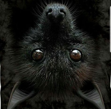 Fox Bat, Fruit Bat, Baby Bats, Cute Bat, Creatures Of The Night, Nature Animals, Animals Friends, Spirit Animal, Beautiful Creatures