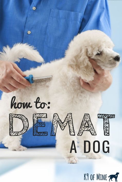 How To Demat Dog Hair, Dematting Dog Diy, Matted Dog Hair, Dog Grooming Diy, Shitzu Dogs, Dog Remedies, Dog Cover, Dog Grooming Tips, Poodle Grooming