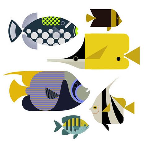 Cr Design, Fish Reference, Scott Partridge, Reef Fish, Fun Images, Colour Texture, Fish Illustration, Support Art, Animal Illustrations