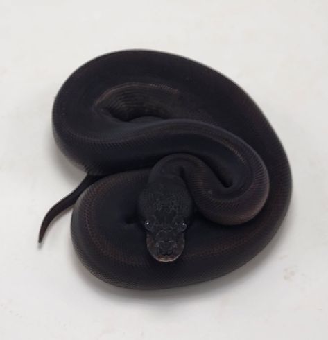 Black Python Snake, Rare Ball Python Morphs, Black Ball Python, Ball Python Tattoo, Jupiter Core, Snake Morphs, Adorable Snakes, Pied Ball Python, Python Royal