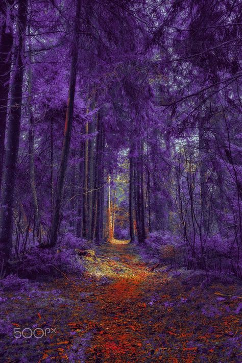 Purple Kingdom Fantasy Art, Wisteria Forest, Purple Forest, Wisteria Tree, Purple Trees, Mystical Forest, Wallpaper Collage, Magic Forest, Pretty Landscapes