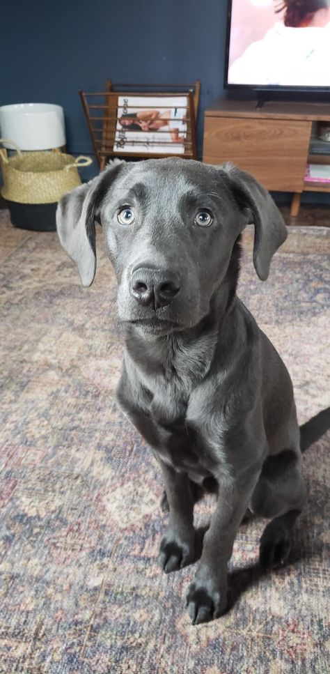 Charcoal Labrador Retriever, Gray Labrador, Charcoal Lab Puppies, Grey Labrador, Charcoal Labrador, Charcoal Lab, Penthouse Ideas, Cutest Dogs, Silver Lab