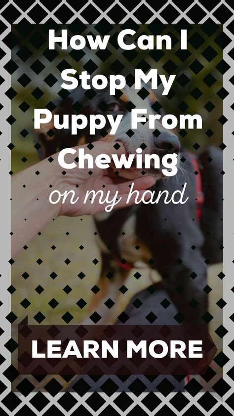 dog chewing stop | dog chews | chew toys for puppies Chew Toys For Puppies, Toys For Puppies, Puppy Obedience Training, Doxie Puppies, Puppy Chew Toys, Puppy Chewing, Leash Training, Puppy Training Tips, My Puppy