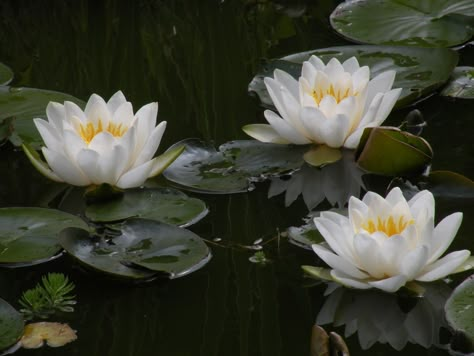 Water Lilies Pictures, Water Lilys Aesthetic, Water Lilies Aesthetic Dark, Water Lilies Flowers, Water Lily Reference, Water Lily Pictures, White Lotus Flower Aesthetic, Water Lily Flower Aesthetic, White Water Lily Tattoo