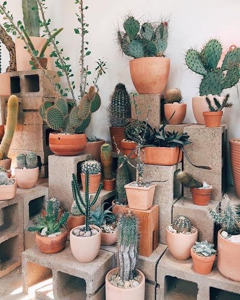 Cactus Composition, Kaktus Dan Sukulen, Arizona Backyard, نباتات منزلية, Pallet Patio, Cactus Diy, Plants Are Friends, Cactus Planter, Cactus Y Suculentas