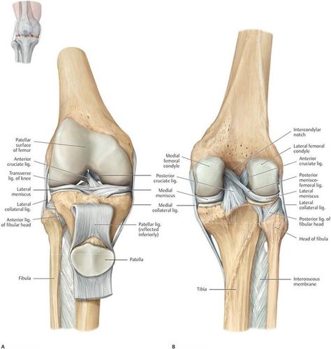 Limb Anatomy, Functional Anatomy, Lower Limb Muscles, Joints Anatomy, Human Muscle Anatomy, Anatomy Bones, Basic Anatomy And Physiology, Anatomy Physiology, Human Body Anatomy