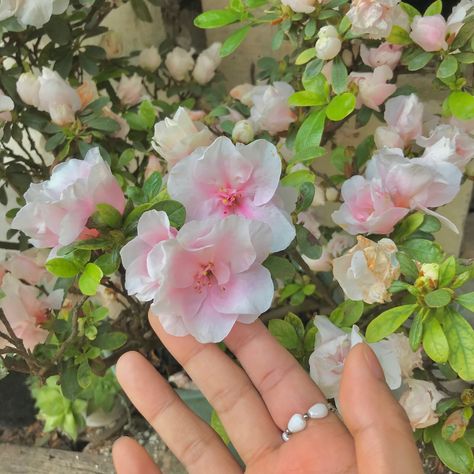 Azalea Aesthetic Flower, Azelea Aesthetic Flower, Azealia Flower, Azalea Aesthetic, Edwina Sharma, Dream Core, Azalea Flower, Plant Aesthetic, Flower Photos