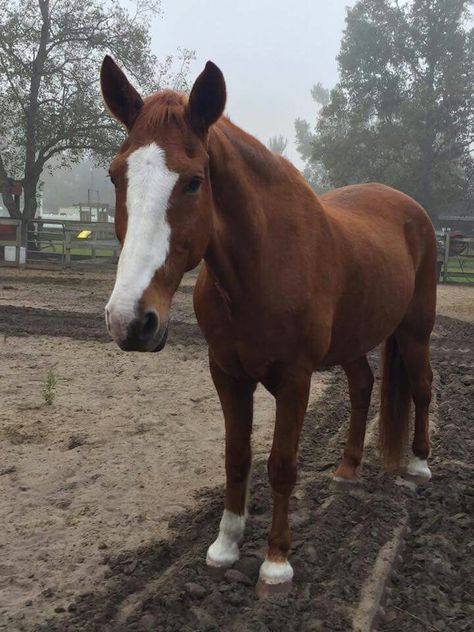 Brown Quarter Horse, Chestnut Horses, Bay Horses, Racing Horse, Barrel Racing Horses, Future Farms, Bay Horse, Dressage Horses, Beautiful Horse