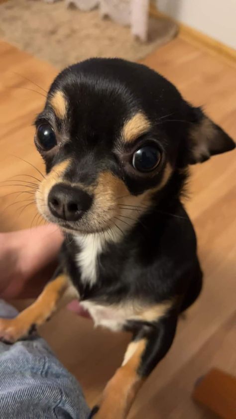 Black Chihuahua Puppies, Black Chiwawa, Chuachua Dog, Chihuahua Black, Wholesome Dog, Black Chihuahua, Funny Dog Photos, Super Cute Puppies, Cute Animals Puppies