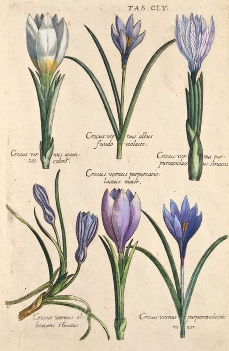 Crocus vernus argenteo colore, Crocus vernus albus fundo violaceo, Crocus vernus purpurea violaceus striatus, Crocus vernus purpurea violaceus maior, Crocus vernus albescens striatus, Crocus vernus purpurea violaceus minor. From Viridarium Reformatum, seu Regnum Vegetabile: Krauter Buch (Newly Revised Garden of the Plant Kingdom: Herb Book), Michael Bernhard Valentini (1657-1729). Image and text from theantiquarium.com Botanical Library, Herb Book, Plant Kingdom, Illustration Botanique, Botanical Illustration Vintage, Print Map, Vintage Picture, Vintage Botanical Prints, Botanical Illustrations