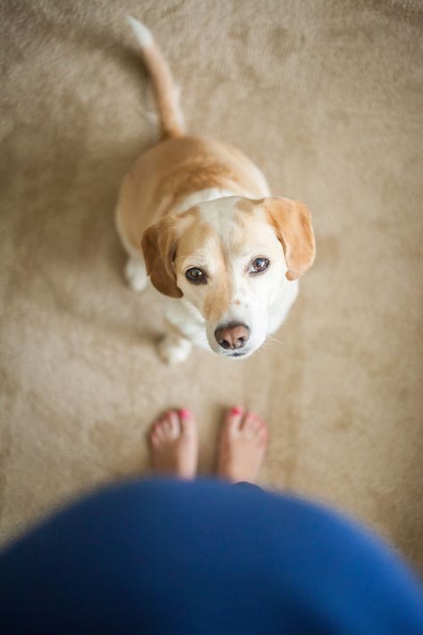 Does My Dog Know I'm Pregnant? Pregnancy Info, Pregnant Dog, Photos With Dog, Maternity Photoshoot Poses, Pregnancy Information, Pumping Moms, Baby Sleep Problems, I'm Pregnant, Maternity Photography Poses