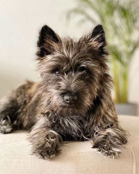 Unseelie Fae, Pet Photoshoot, Cairn Terrier Puppies, Puppy Crafts, Ichabod Crane, Puppy Fever, Dog Terrier, Puppy Pics, Animal Photoshoot