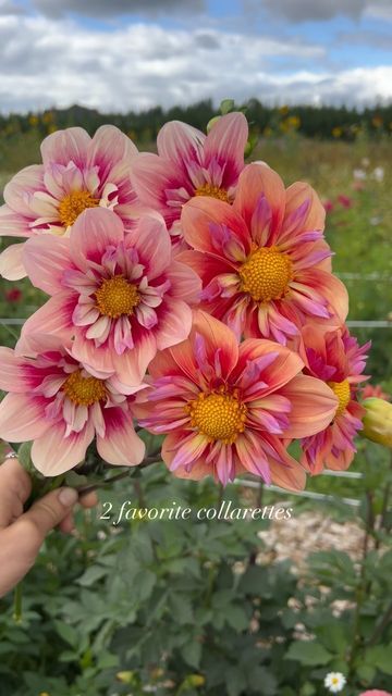 Galena Berkompas • Urban Flower Farm • Education on Instagram: "I don’t grow many open centered dahlias, but these two captured me and I love them!   Rhubarb & Custard (left) and Orange Hype (right): both unique and special in their own way. Unlike most collarette dahlias, these two actually have a decent vase life and will last quite a few days without dropping petals (just make sure you cut before they’re pollinated). So they’d be an excellent choice either for a cottage garden or a cut flower garden!   What do you think of these two? . . . . . . #dahlias #flowers #growflowers #flowerfarm #flowerfarmer #urbanfarming #cottagegarden #dahlia #gardening #pollinators" Dalias Flowers, Collarette Dahlia, Dahlia Seeds, Rhubarb Custard, Roses And Peonies, Dahlias Garden, Growing Dahlias, Flower Farmer, Cut Flower Garden