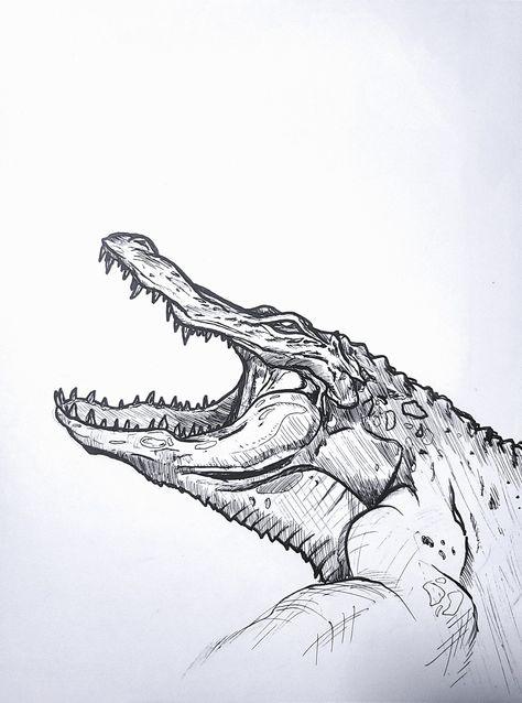 Alligator Sketches Drawings, Saltwater Crocodile Drawing, Alligator Sketch, Alligator Drawing, Alligator Tattoo, Underwater Drawing, Saltwater Crocodile, Pen Art Drawings, Art Student