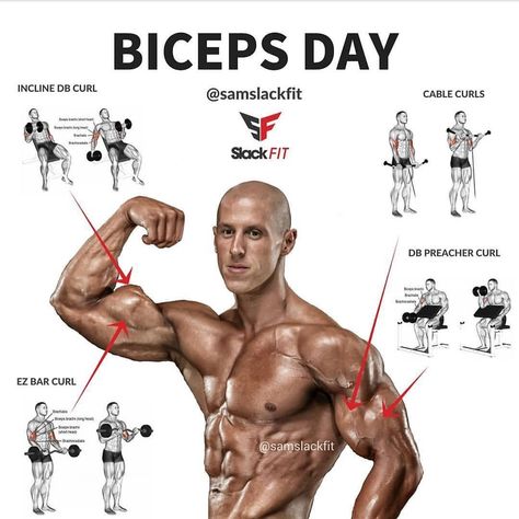 Big Biceps Workout, Best Biceps, Workout Posters, Muscle Building Workouts, Weight Training Workouts, Workout Plan Gym, Triceps Workout, Biceps Workout, Workout Plans