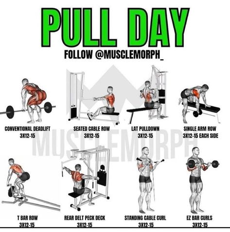 Pull Workout For Men Gym, Pulling Exercises Strength Training, Pull Day Workout Men, Lay Pull Down Workout, Push Vs Pull Workout, Push Pull Workout Routine Gym, Pull Workouts, Men Workout Routine, Pull Day Exercises