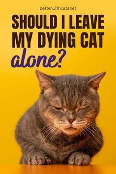 Pet Quotes Cat, Senior Cat Care, Cat Medicine, Cat Health Problems, Older Cats, Cat Info, Cat Hacks, Cat Care Tips, Senior Cat