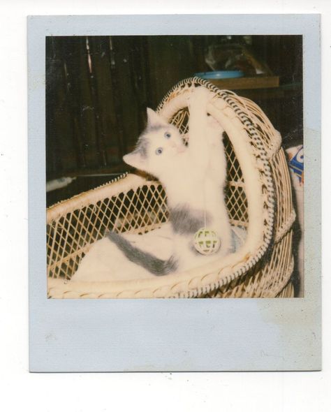 Kitten Playing, Photo Cat, Polaroid Photo, Cat Info, Vintage Polaroid, Polaroid Photos, Kittens Playing, Cat Icon, Photo Vintage