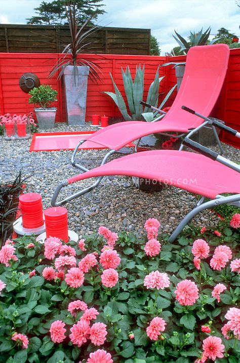 Hot Pink color theme backyard Pink Outdoor Furniture, Pink Backyard, Huge Planters, Container Water Gardens, Garden Succulents, Flower Stock, Hot Pink Color, Dahlia Flower, Red Walls