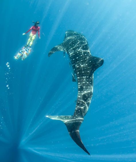 "The Biggest Fish" - freediver @littleseapanda swims with the biggest species of fish in the sea, the whale shark. I'm in Palawan, a fairly… Great Blue Hole, Swimming With Whale Sharks, Fish In The Sea, Shark Diving, Blue Hole, The Whale, Whale Shark, Palawan, Big Fish