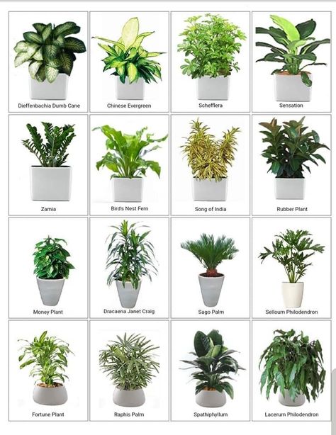 Outdoor Art Diy, Indore Plants, Plants Names, Green Wall Garden, Bathroom Plants Decor, Indoor Plants Low Light, Small Garden Landscape, Office Flowers, Tropical Garden Design