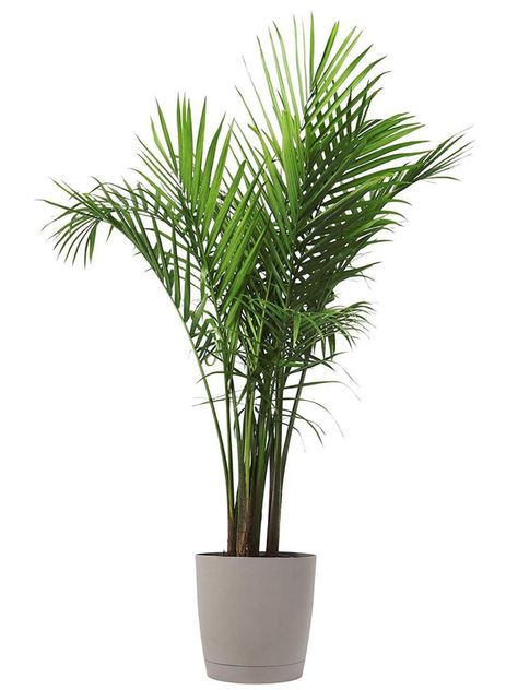 Best Bathroom Plants, Majesty Palm, Tattoo Plant, Indoor Palms, Bamboo Palm, Live Indoor Plants, Indoor Trees, Palm Plant, Bathroom Plants