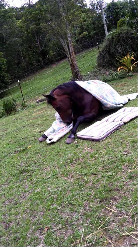 Rumba the Wonder Horse Skillfully Tucks Himself Into Bed in Preparation for a Good Night's Sleep Sleep On Bed, Night Horse, Gift Ideas Funny, Vegan For The Animals, All About Horses, Cute Videos, Love Horses, Horse Pictures, Take A Nap