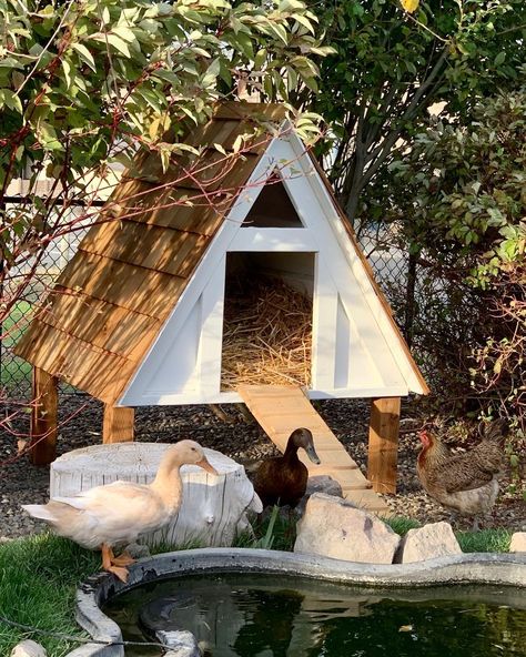 Modern Duck Coop, Duck Habitat Diy, Duck Shelter For Winter, Duck Coop Ideas Diy Cheap, Goose Coop Diy, Duck Ideas Diy, Duck Coop Winter, Winter Duck House, Chicken Coop Exterior Ideas